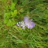 PAPILLON. DEMI-DEUIL sur SCABIEUSE, Prairie  rue P Avezard FAY. BRUNO GODET